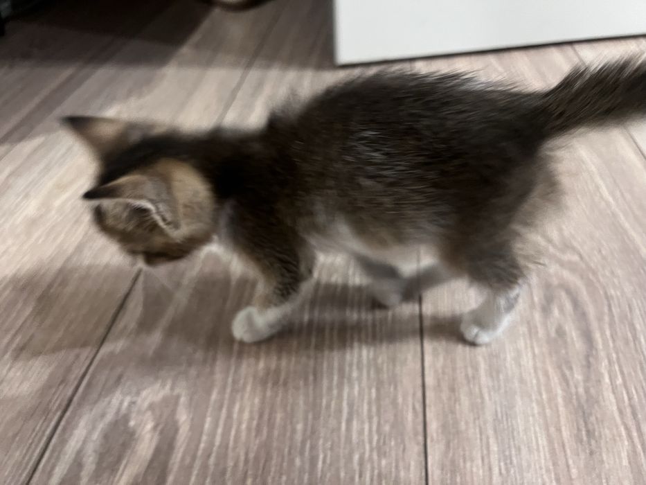Котенок девочка