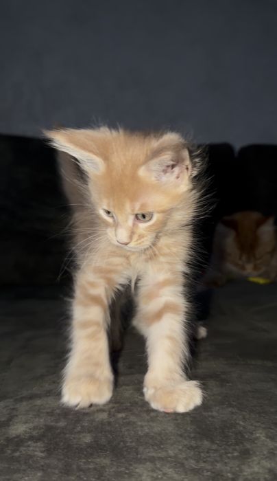 Котенок мейн кун девочка