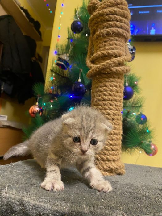 Котята Шотландские