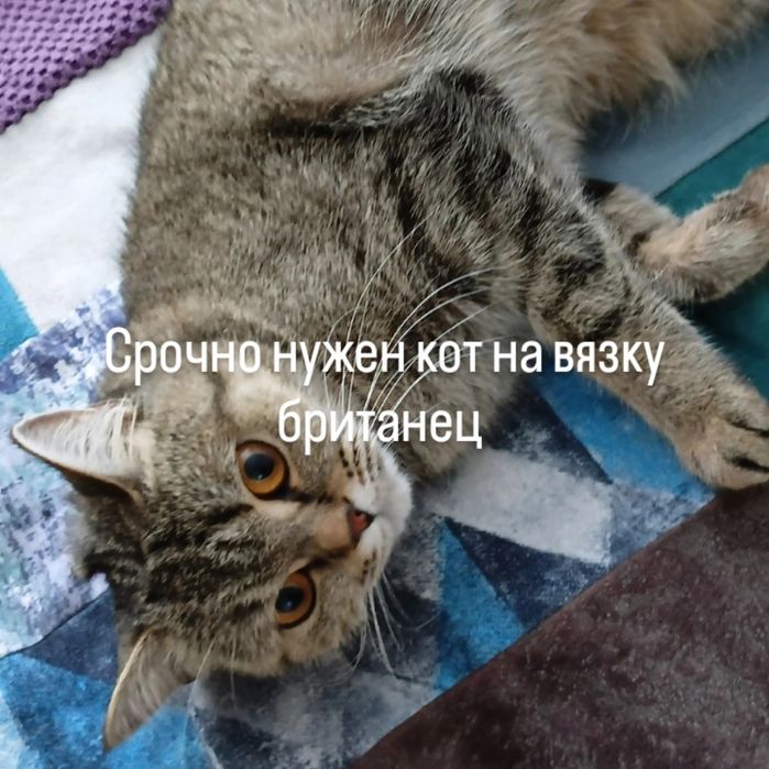 Кошка для вязки срочно