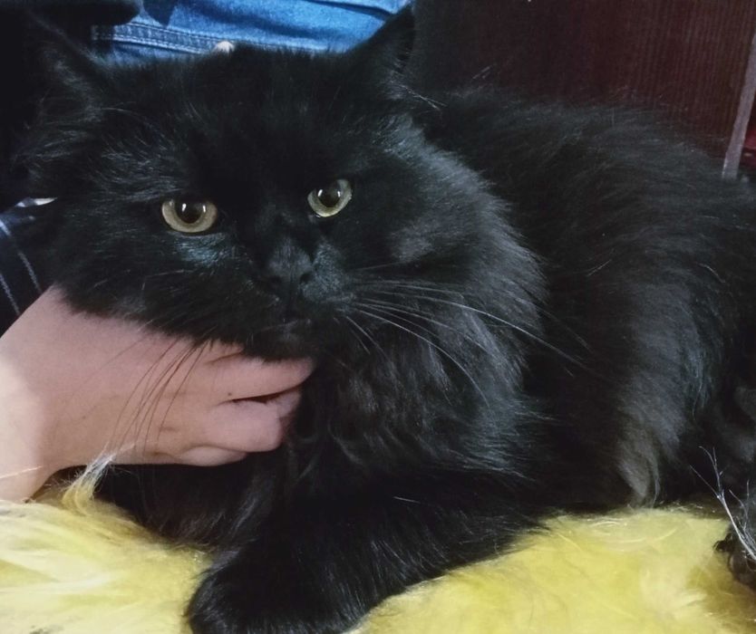 Вязка! котик Скотиш Хайленд-страйт ждёт невесту-фолд(вислоухую)