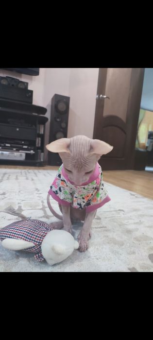 Сфинкс Питерболд