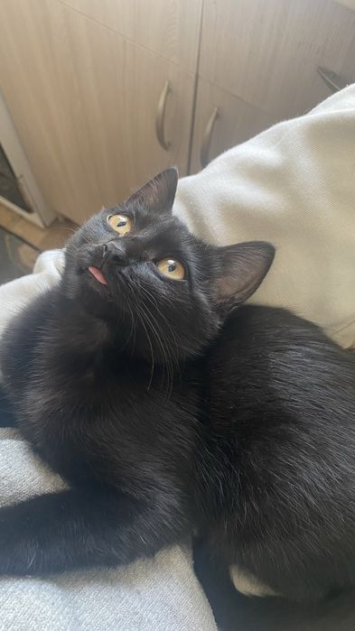 Отдам кошку в добрые руки