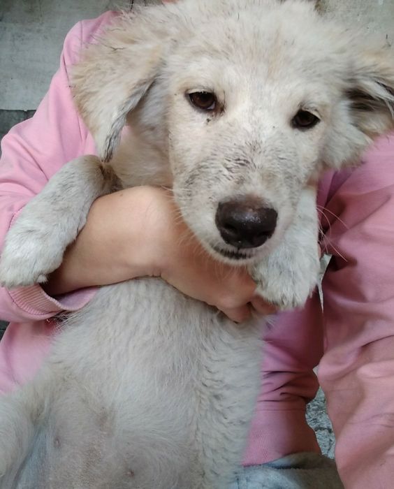 Собачки щенки. Щенки