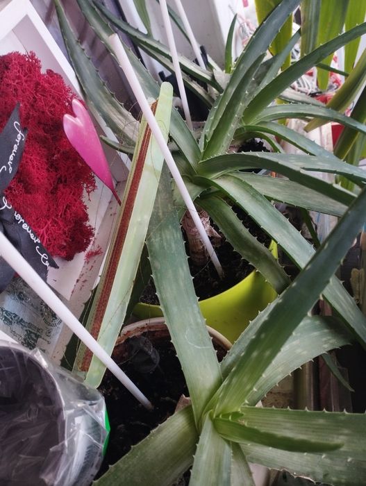 Aloe Vera originală