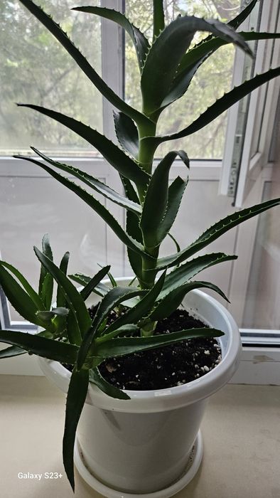 Үй гүлдерін сатамын 5 мыңнан