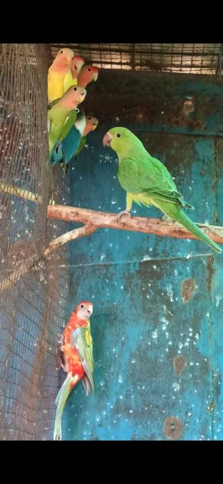 Попугай ожереловый