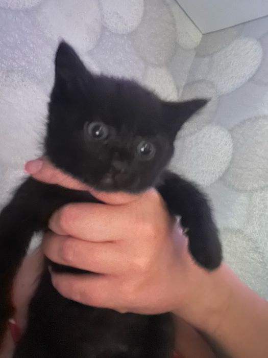Котики милые ласковые приучены к лотку