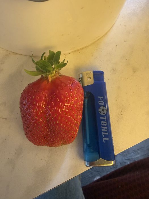 Продам дачную клубнику