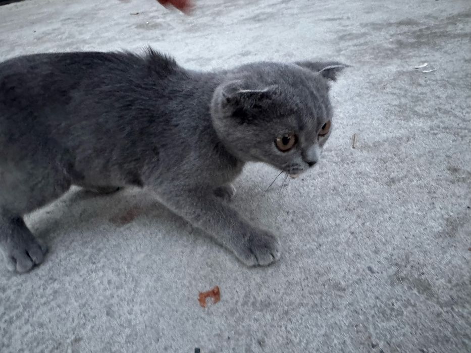 Scottish Fold (shotland bukri quloqli) mushuk