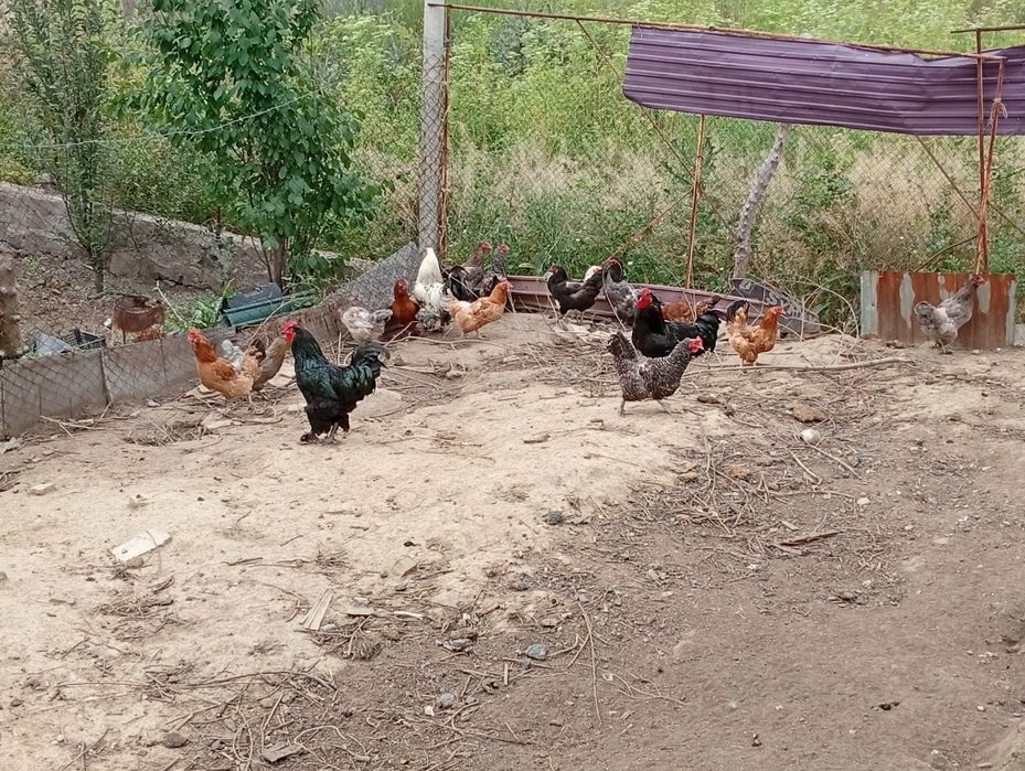Продам куры и петух