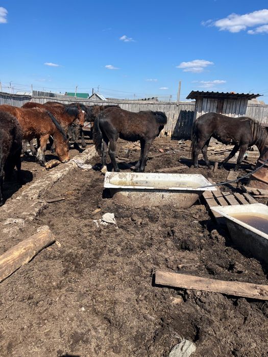 Продам лошадей 500 тыс