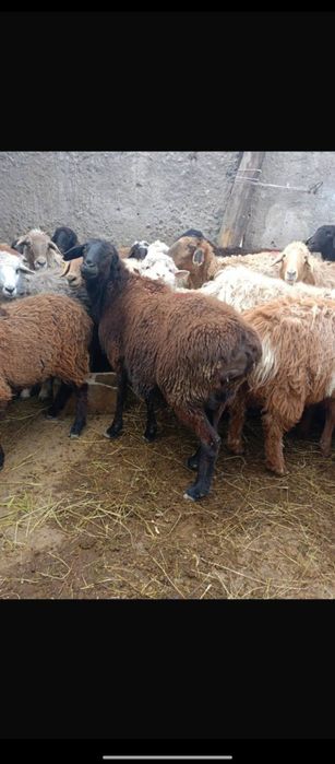 Продаются бараны жирные