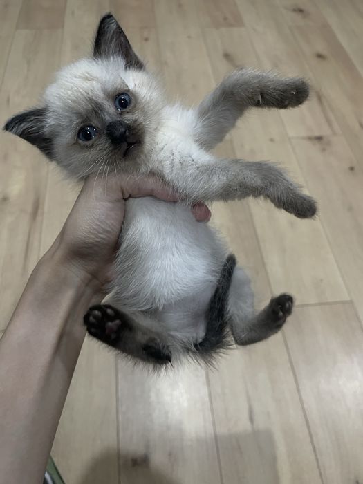 Котёнок в добрые руки