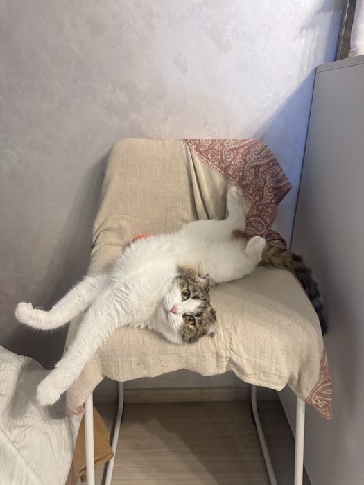 Вислоухая кошечка