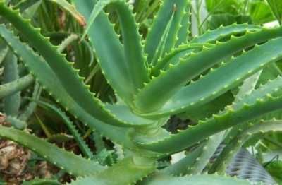 Цветок Косметологический Алое-вера