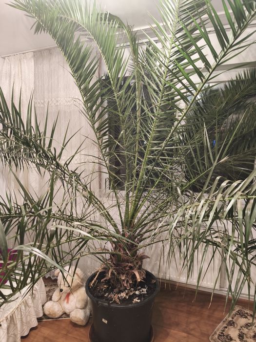 Palmier Curmal de vanzare