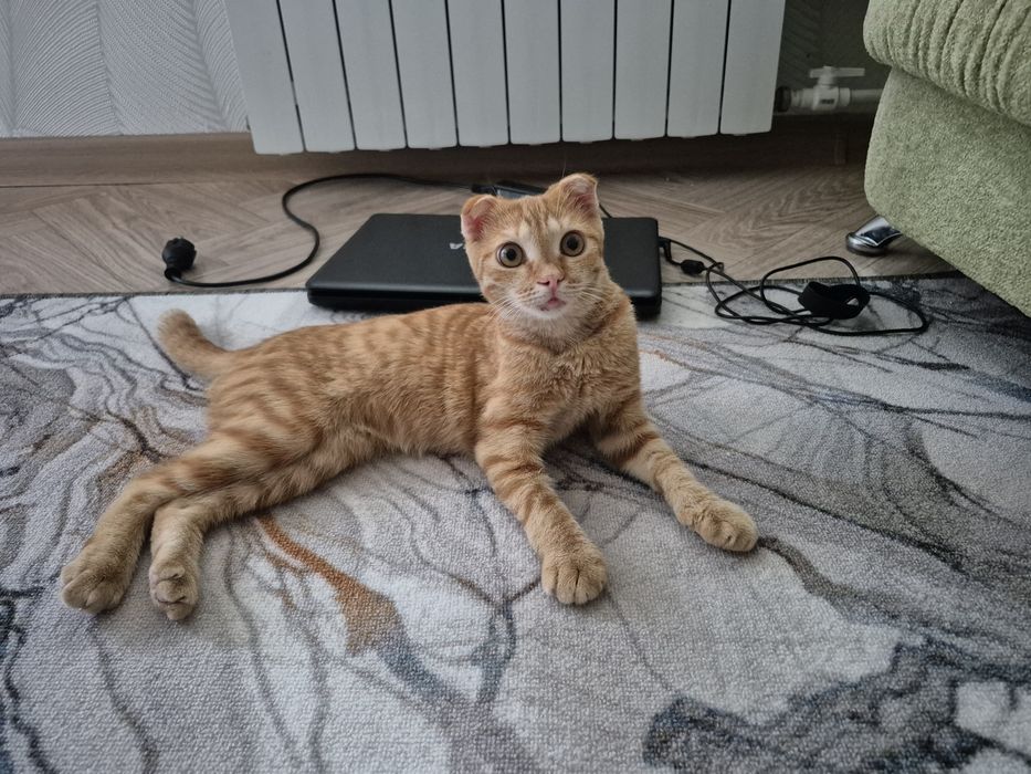Отдам в добрые руки