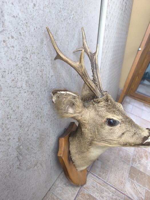 Продавам препариран бюст на сръндак