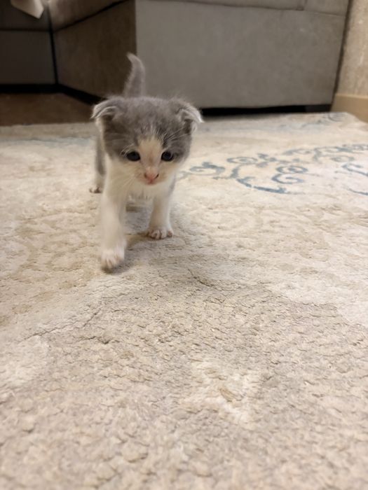 Mushuk Scottish Fold