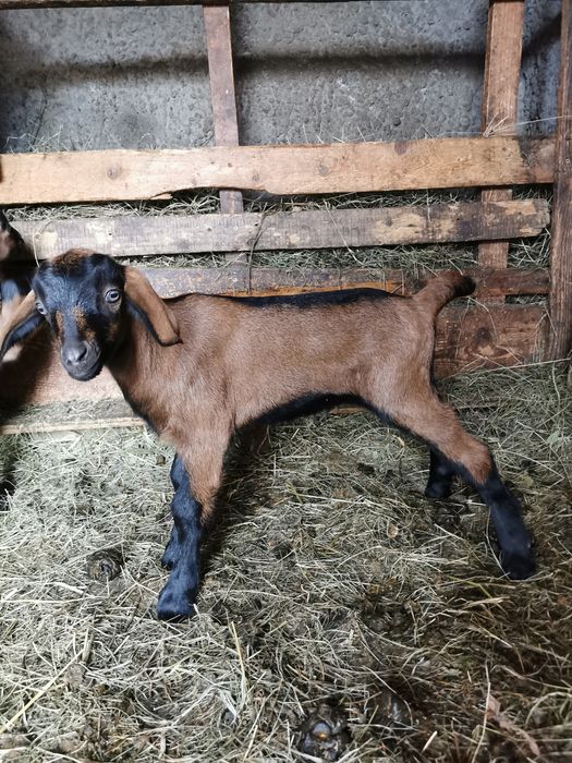 Avem un țapic metis