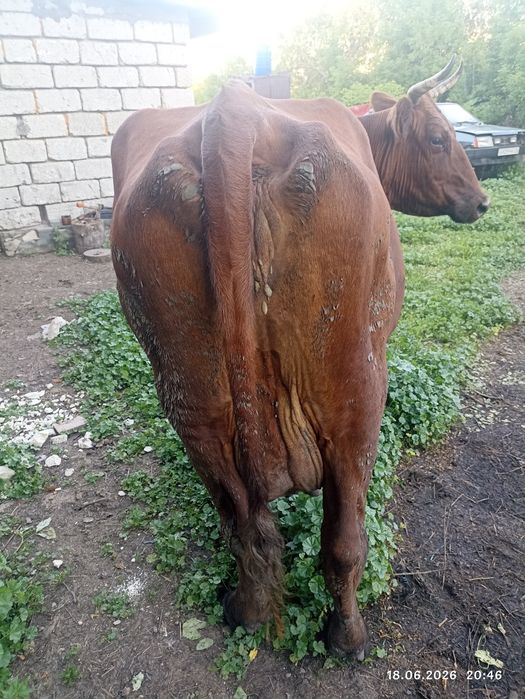 Продам корову .торг есть