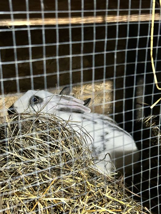 Продам кроликов.Дешево