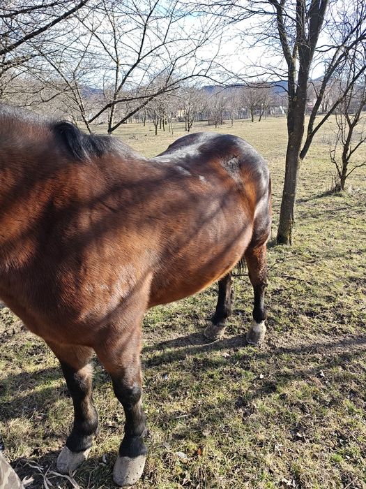 Iapă 4 ani și mânza 5 luni