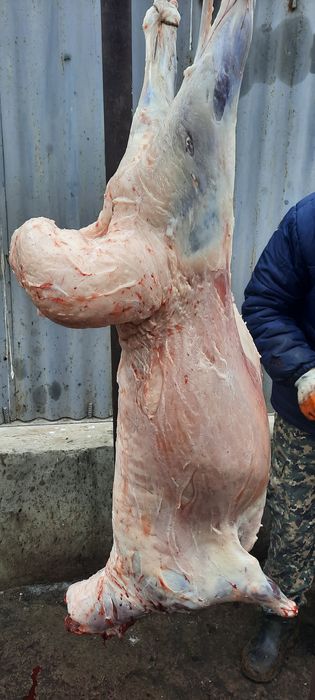 Кой токты тусак кошкар