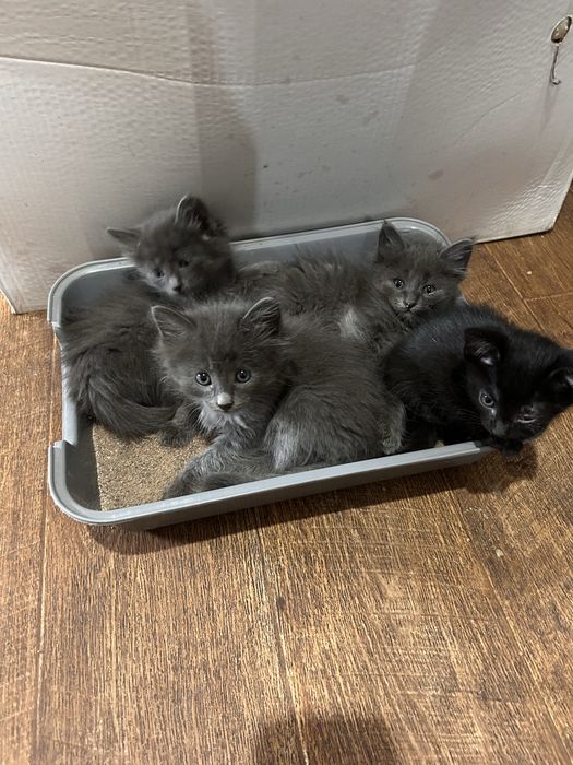Отдам котят милые