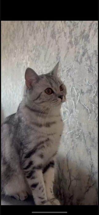 Продам шотландских котят страйтов.