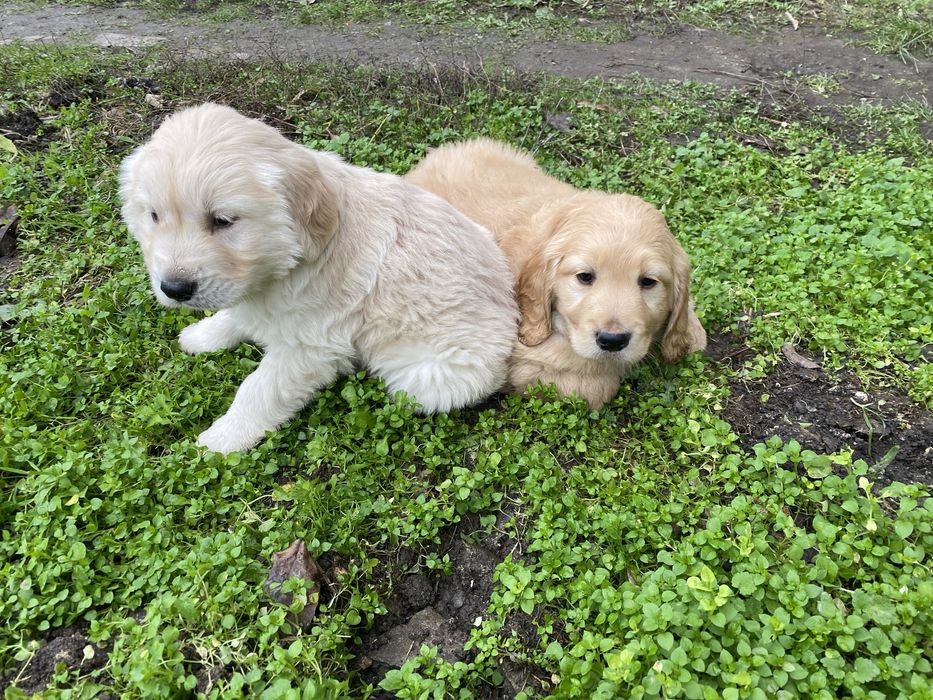 Продавам Голдън Ретривър