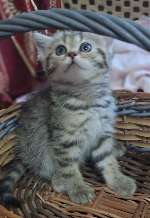 Котята породы скоттиш фолд и скоттиш страйт