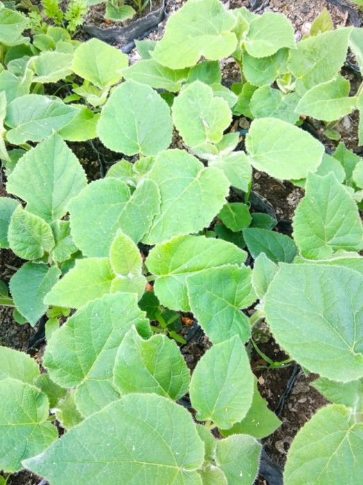 Pavlovniya nixolchalari sotiladi FTE soʻrti