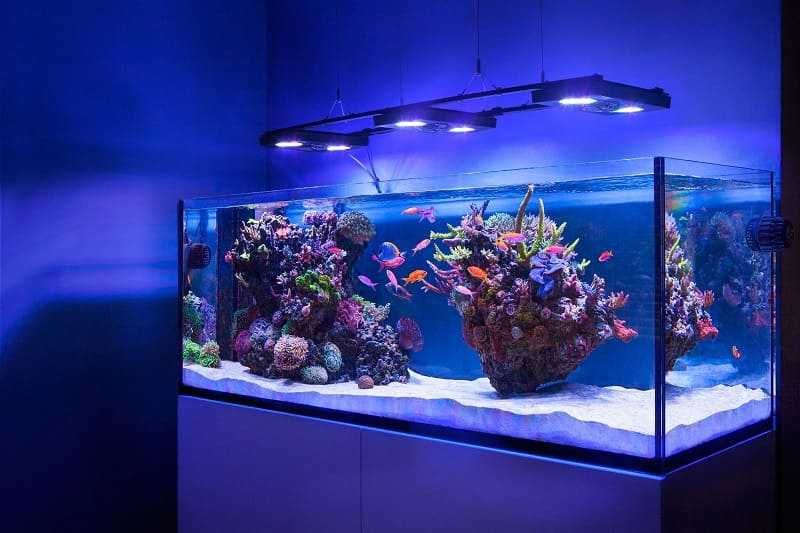 ОБСЛУЖИВАНИЕ морских аквариумов AquaStore