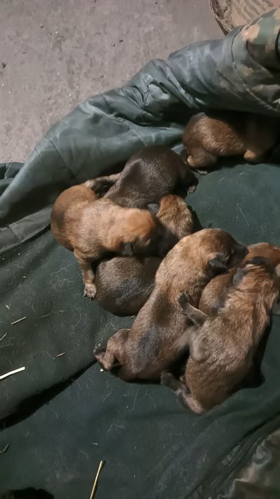 Бельгийская овчарка