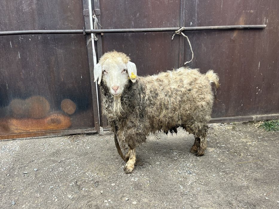 Теке сатам семыз