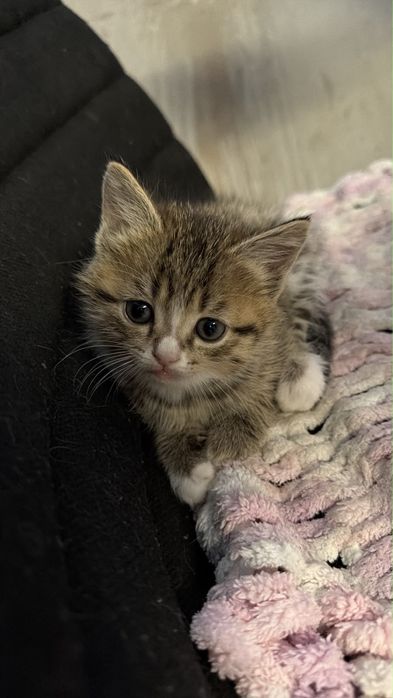 Котята в самые добрые ручки