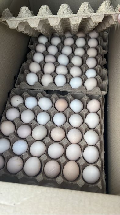 Инкубационный яйцо бройлера