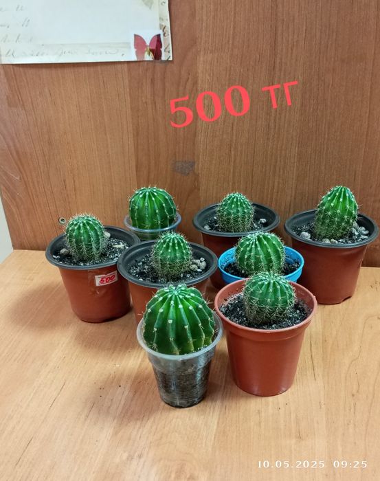 Кактусы одного сорта