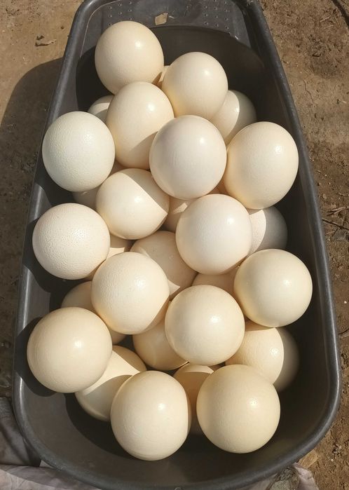 Oua de struti golite pentru incondeiat