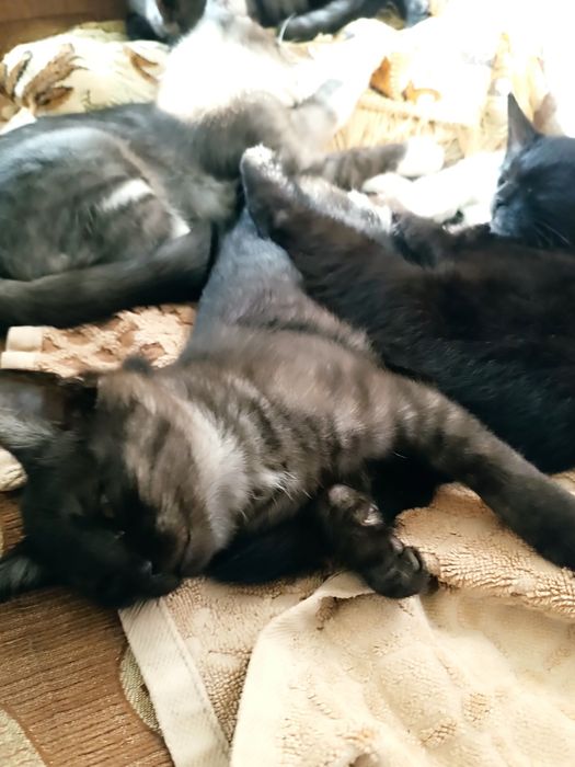 Отдам котят в добрые руки