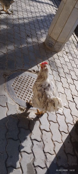 Xo'roz, tovuqlar sotiladi