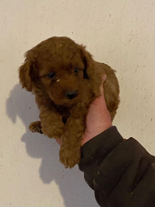 Cățeluș Pudel/Poodel Caniche Red toy