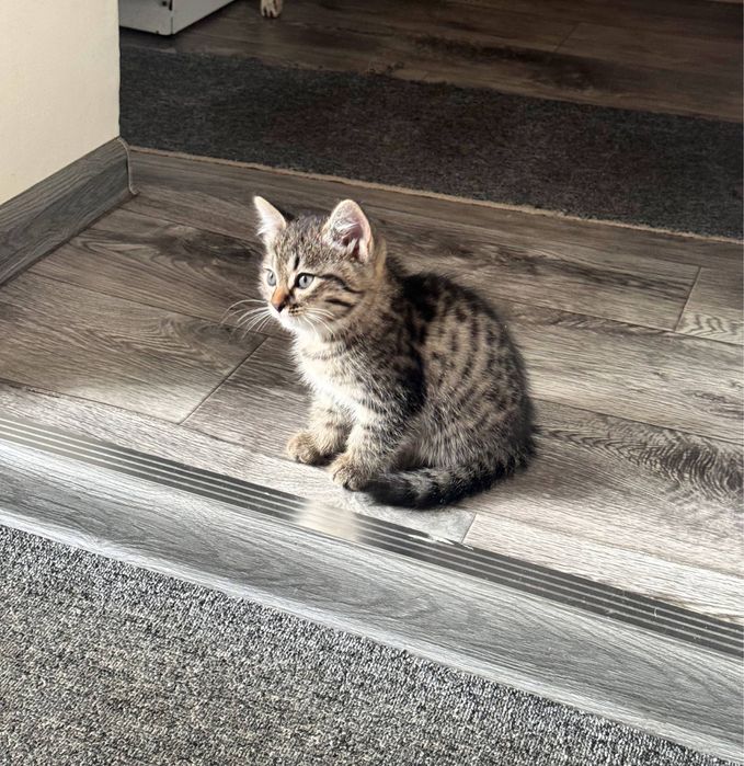 Котенок, в добрые руки.