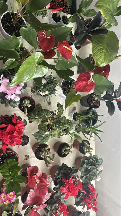 Ui gulderi Домашние цветы