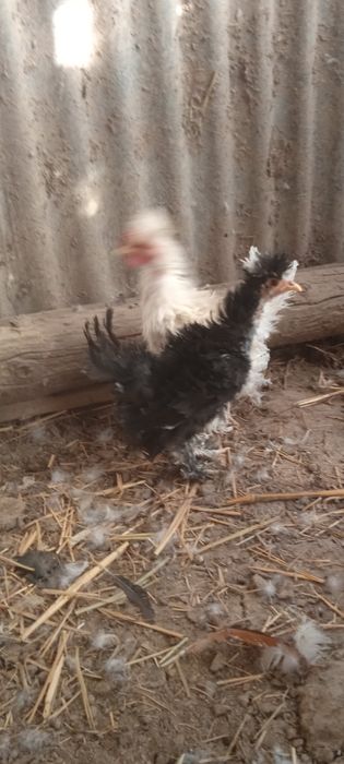 Кудрявый карлик пара