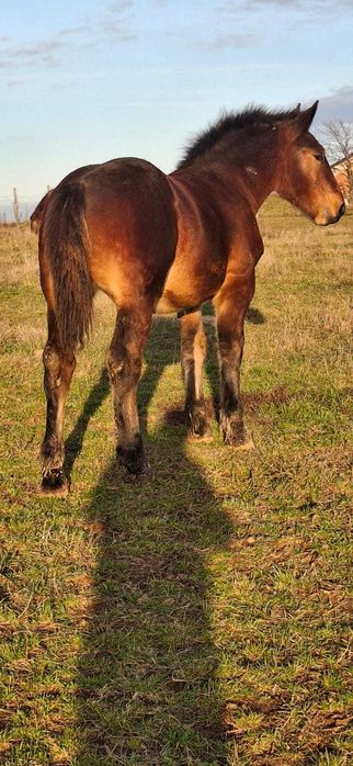Manz Armăsar de 8 Luni