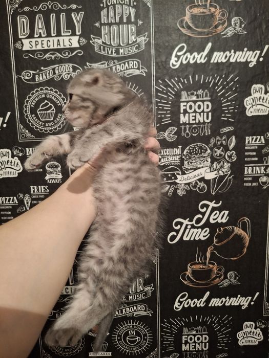 Шотландская(скотиш фолд) вислоухая девочка есть торг