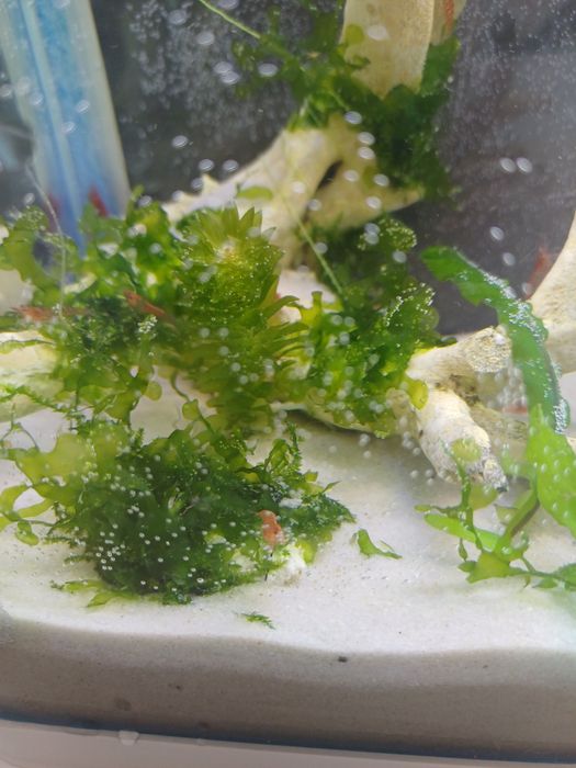 Креветочник 9 литров